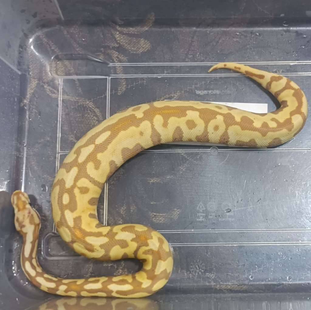 banana-spotnose-het-clown-SY1TNRYURE