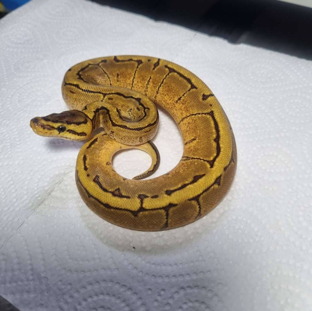 pintripe-enchi-pastel-58H5FQ3KUN