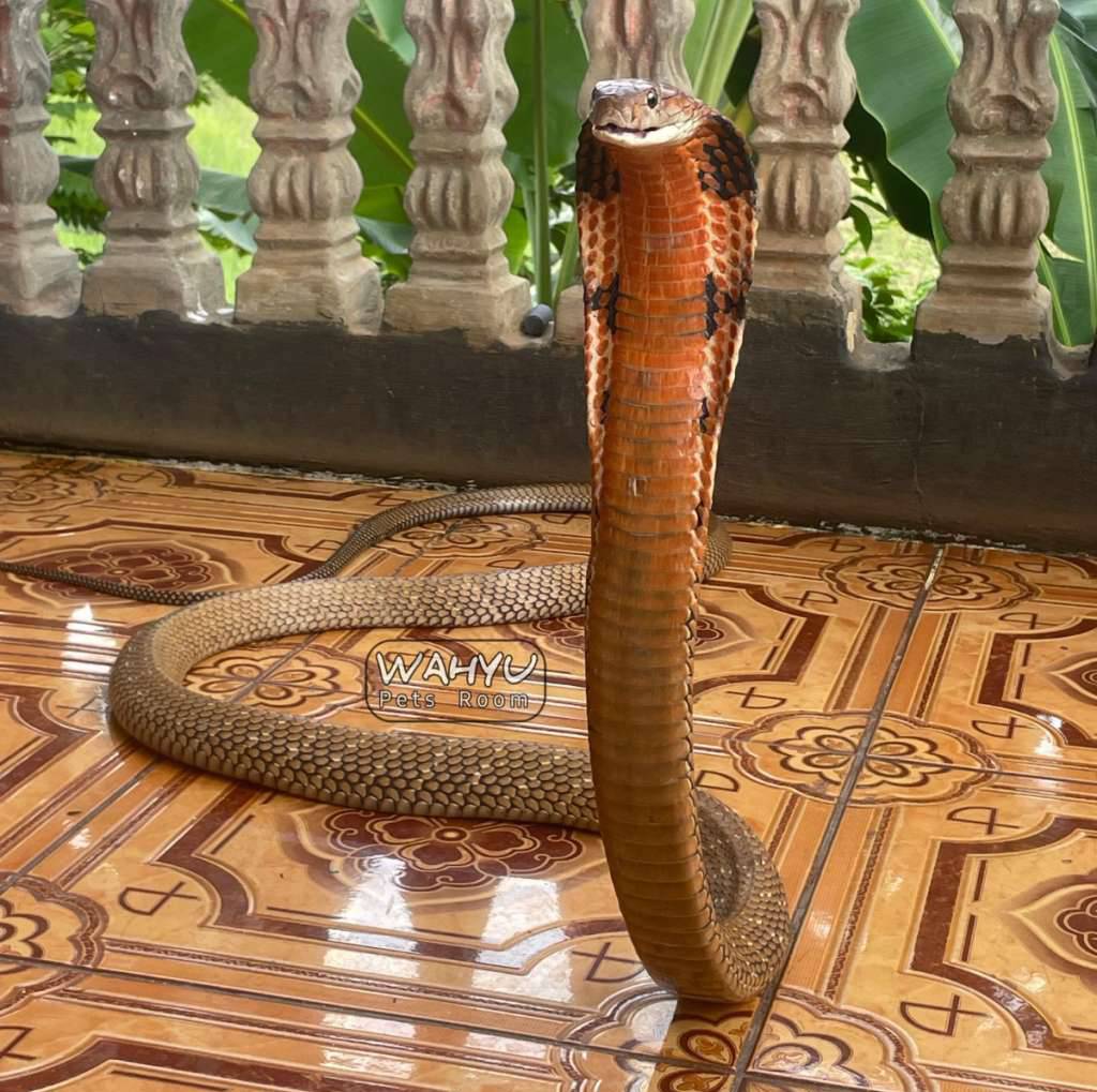 ophiophagus-bungarus--king-cobra-merah-sumatera-1JIRVZGL4G