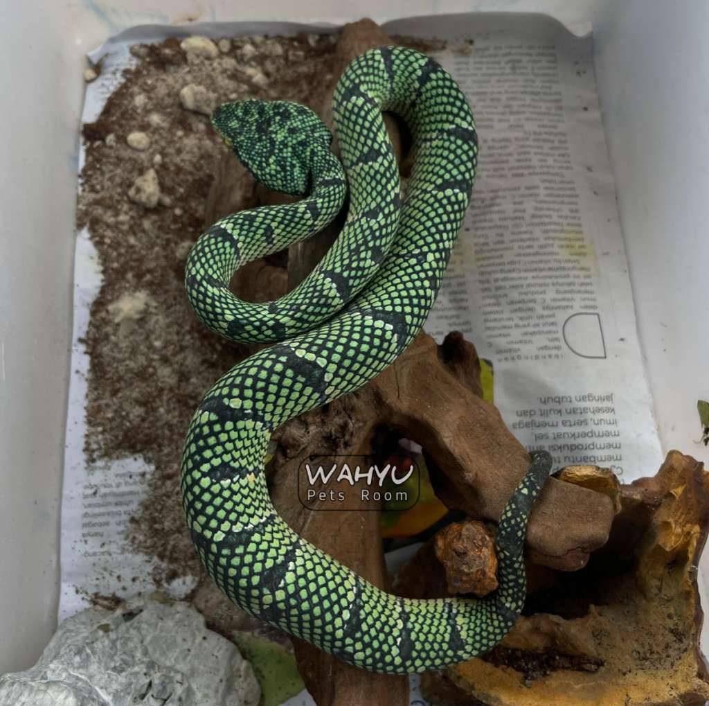 tropidolaemus-wagleri-black-banded-4AFQ9HJ74W