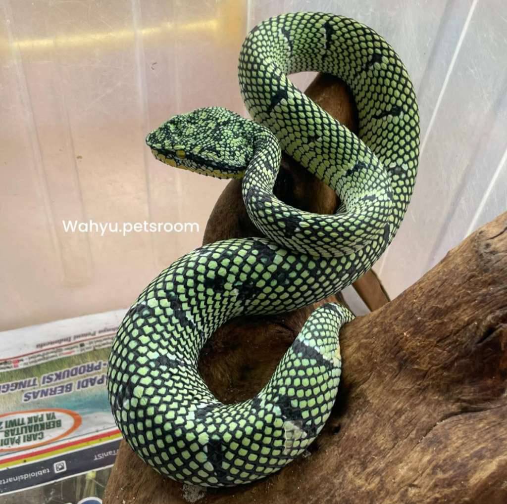 tropidolaemus-wagleri-black-banded-02GAL22AAP