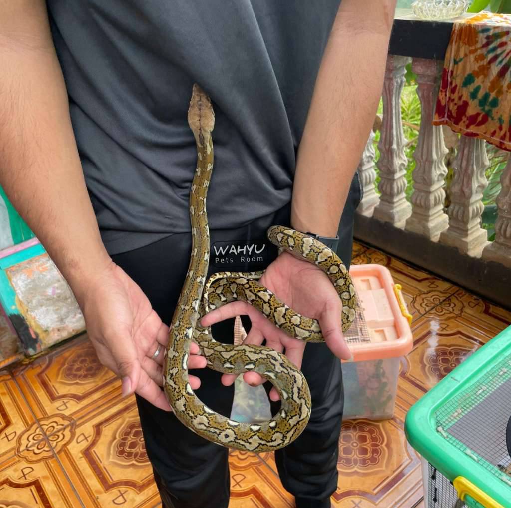 python-reticulatus-bacan-50-sd-carompa-QWYY6IZR4L