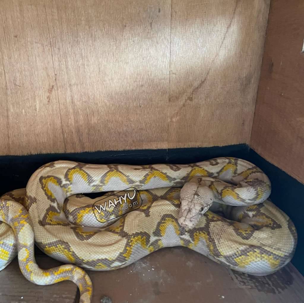 python-reticulatus-albino-t-poss-ghost-8NFWCHZADC