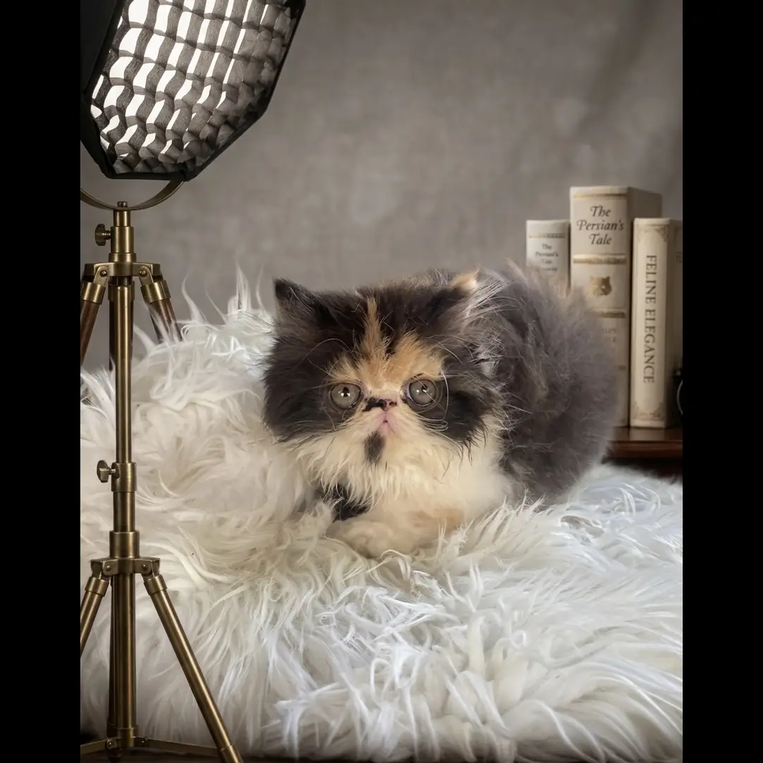 female--persian-for-sale-8BMP9YB997