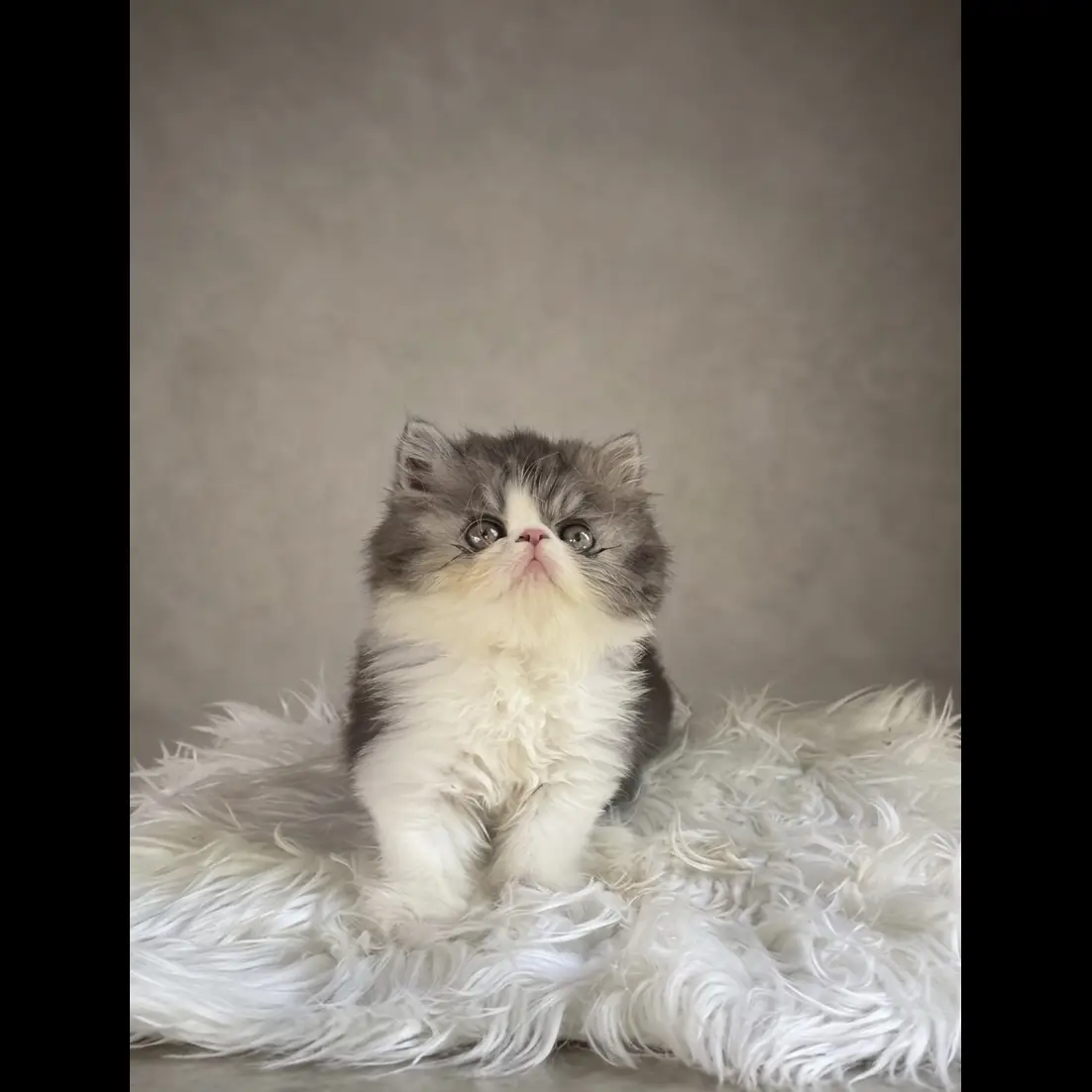 exotic-persian-male-for-sale-RCNF9IIP8E