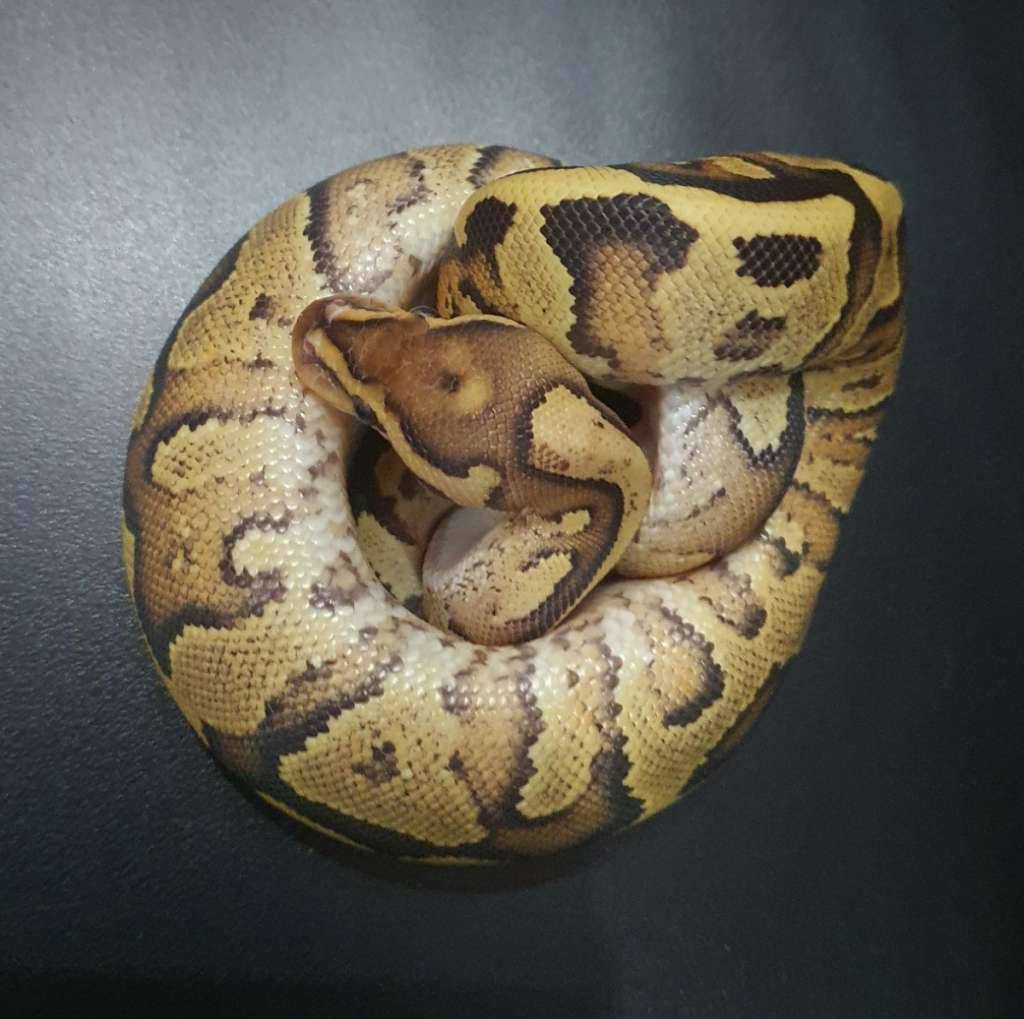 fire-yellow-belly-het-clown-ZBCGN92QQ6