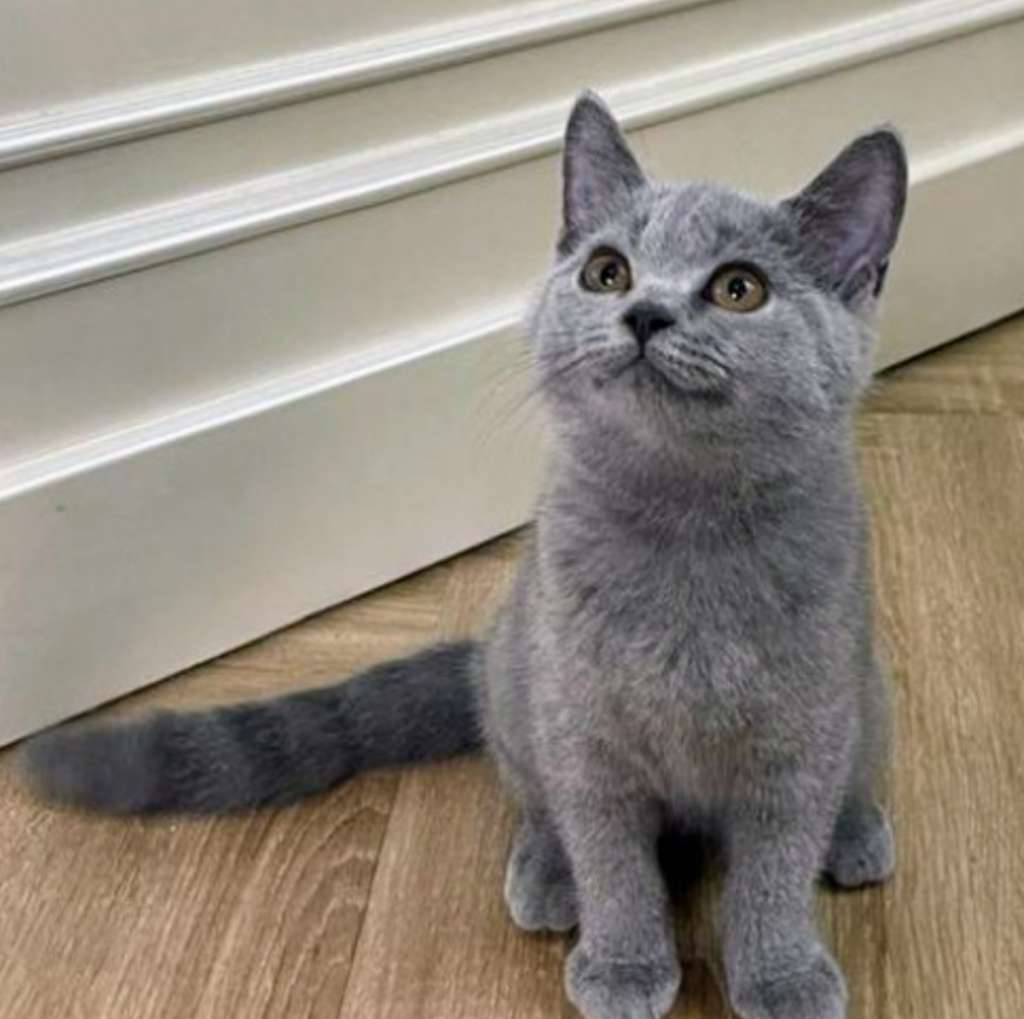 kucing-kitten-british-shorthair-bluesolid-betina-pure-UAGJEGN8LJ