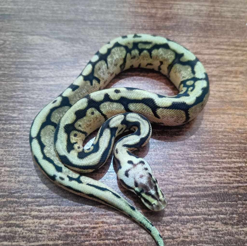 bumblebee-het-pied-8AGF559USZ