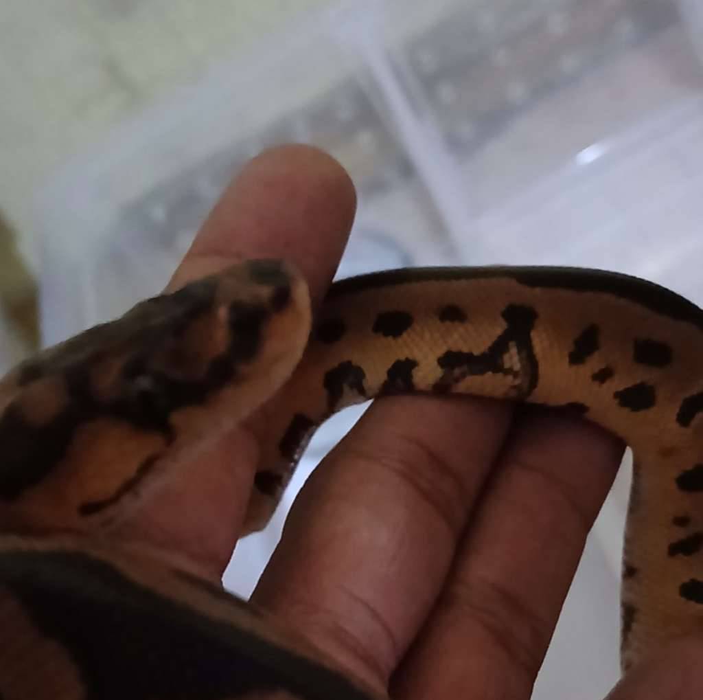leopard-yellow-belly-clown-GB4MLUMJ6C