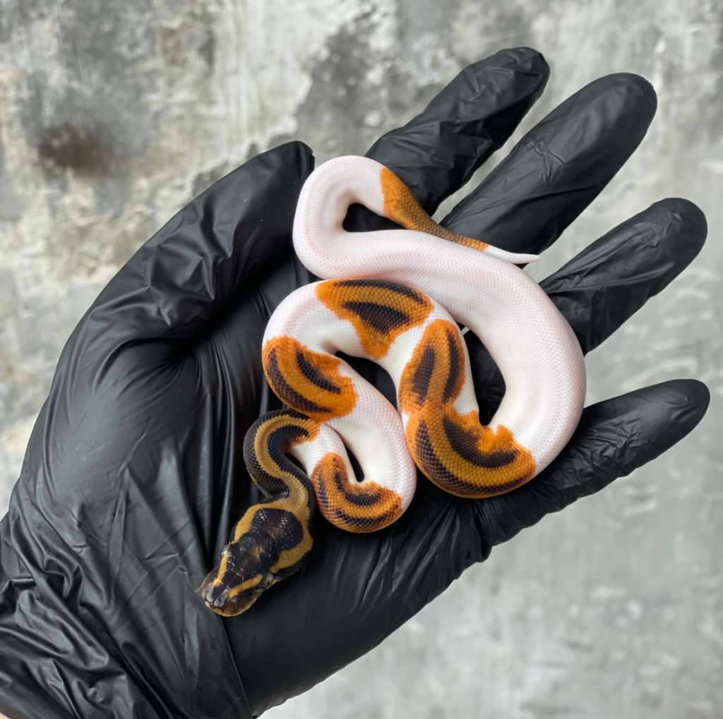 orange-dream-leopard-pied-50-possible-het-gstripe-0A2MQWZJHJ