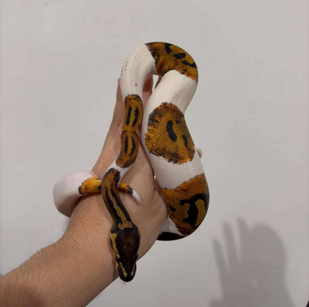 bp-black-pastel-pied-ph-lavender-Z9HKGAIAFN
