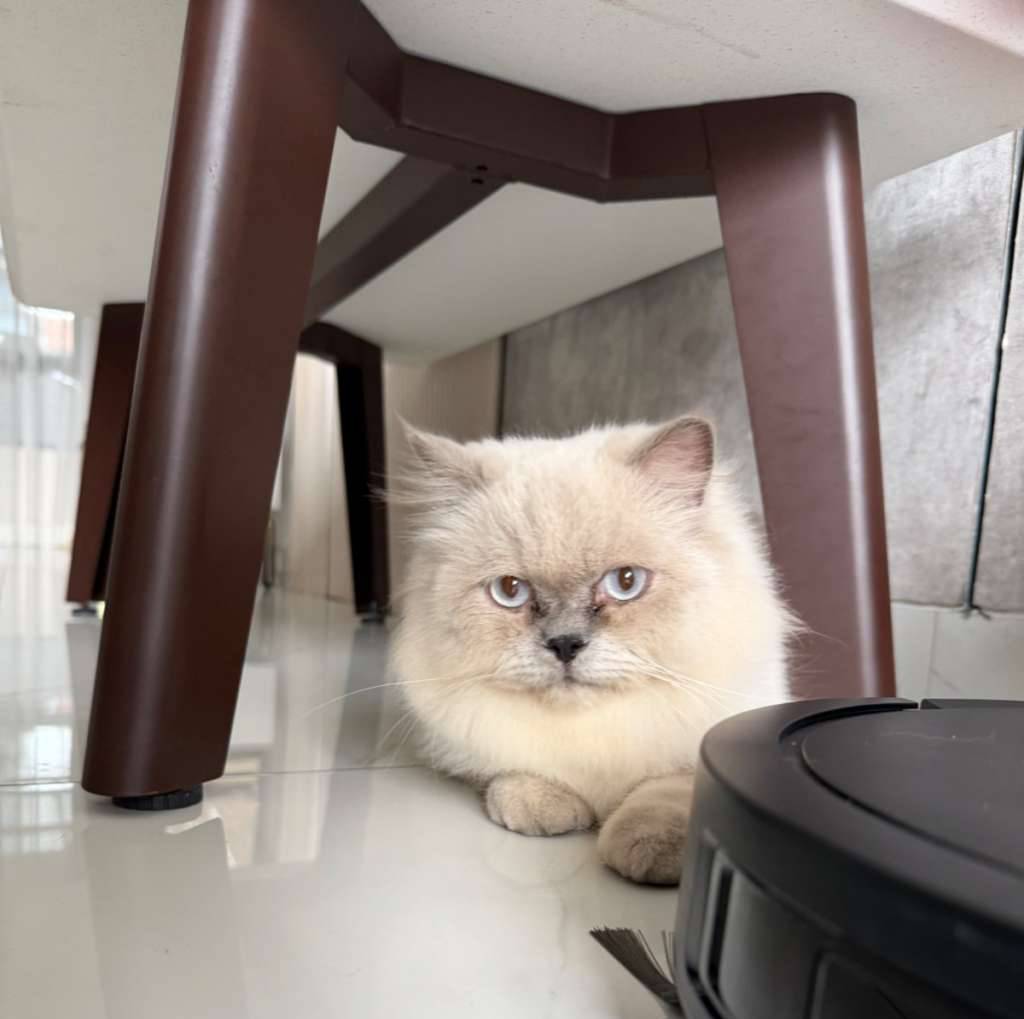 kucing-persia-putih-HBM2PVTHW3