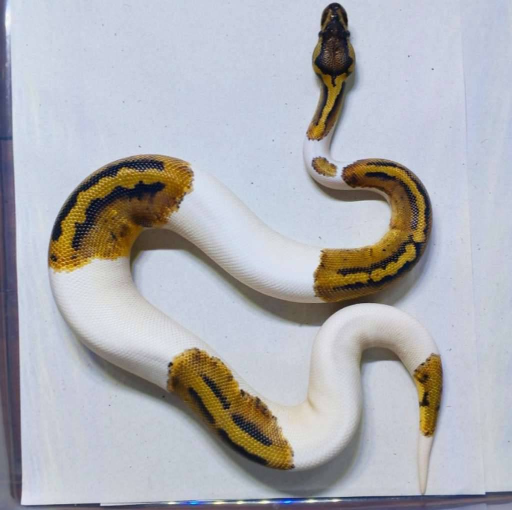 ballpython-pastel-pied-NANGOT77YS
