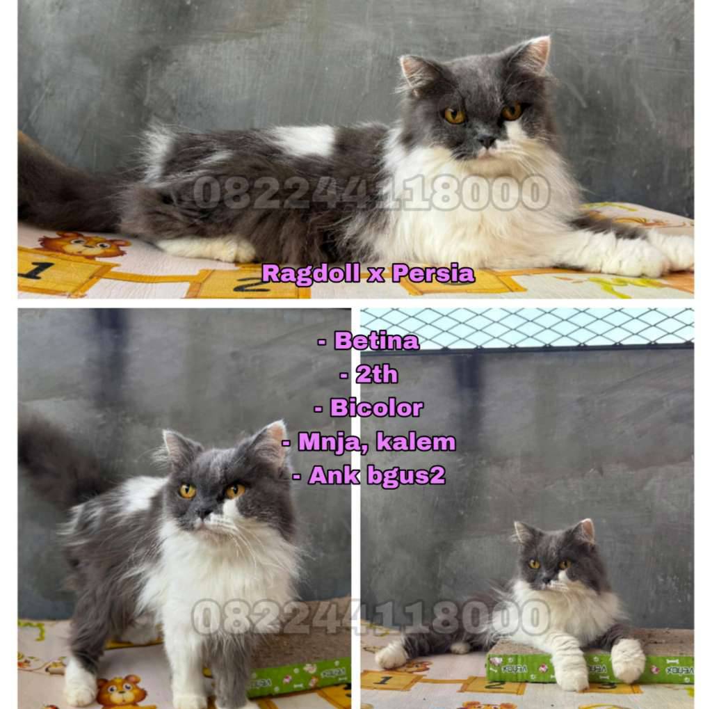kucing-ragdoll-x-persia-Y8BO7PEWHK