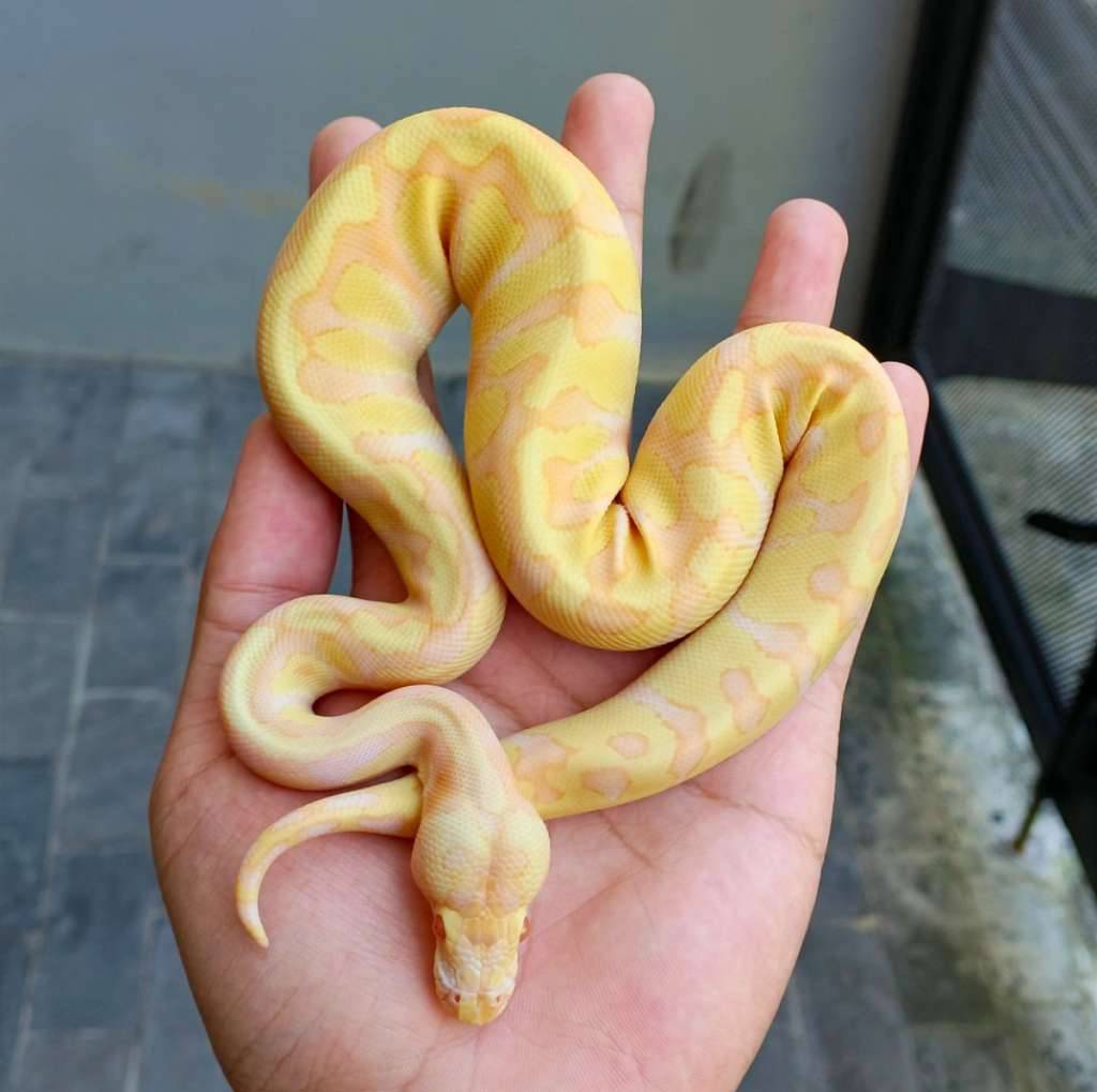 ballpython-albino-enchi-E3ZN98D8LI