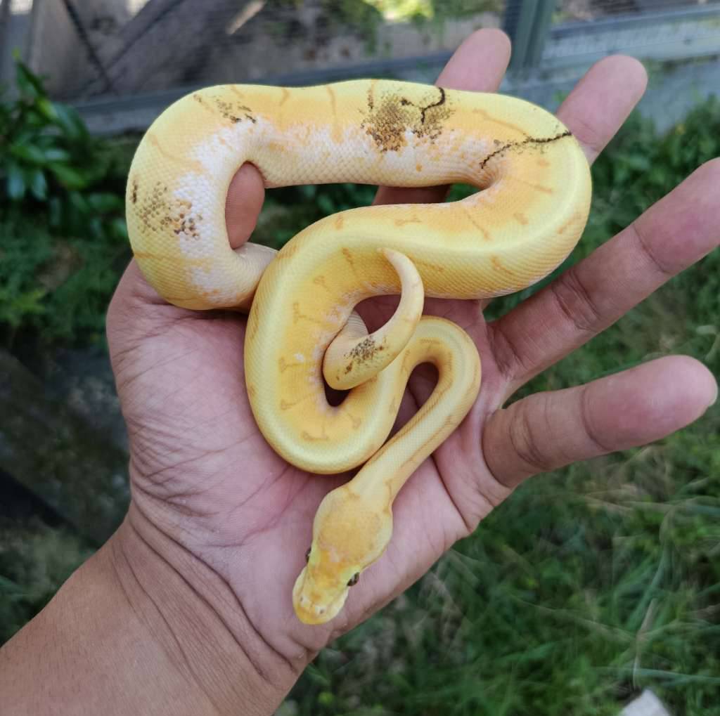 banana-spiner-paradox-YH1AFP5VGD