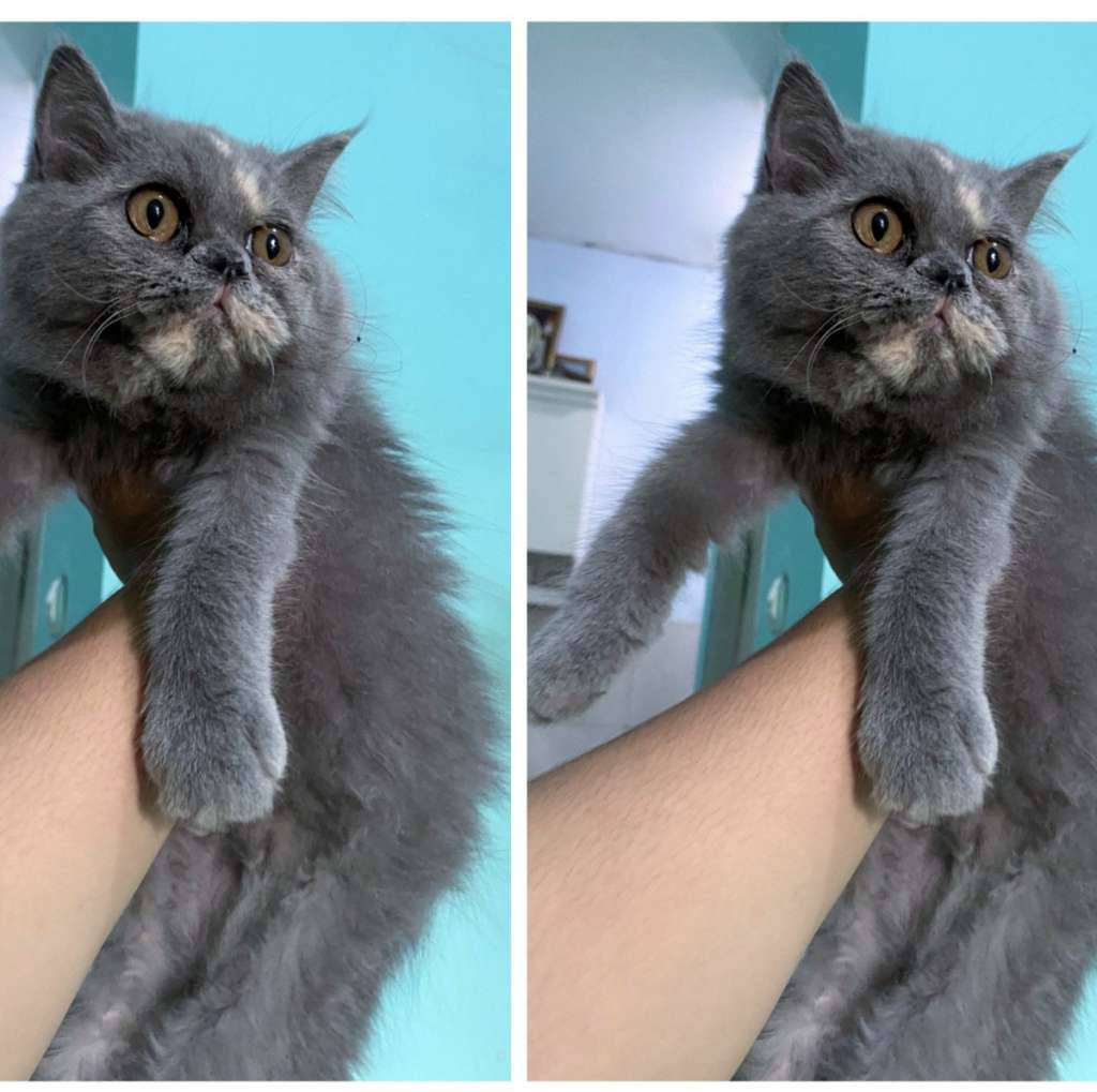 kucing-kitten-british-longhair-bluetortie-betina-ZM47984WI9