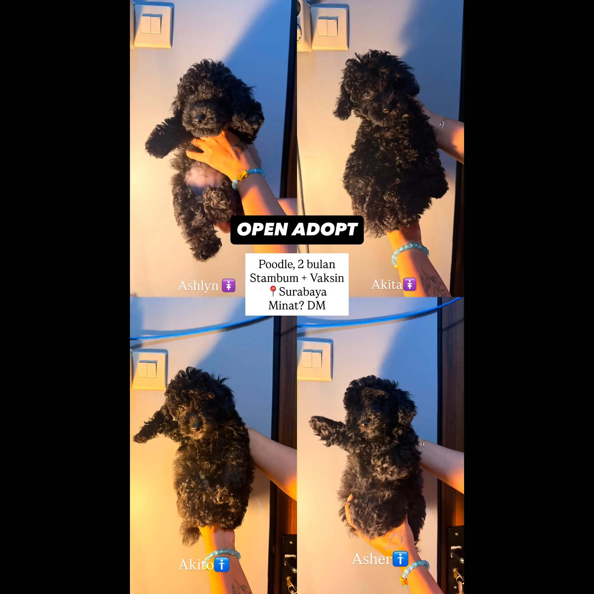 adopsi-poodle-black--63FH0BV6L7