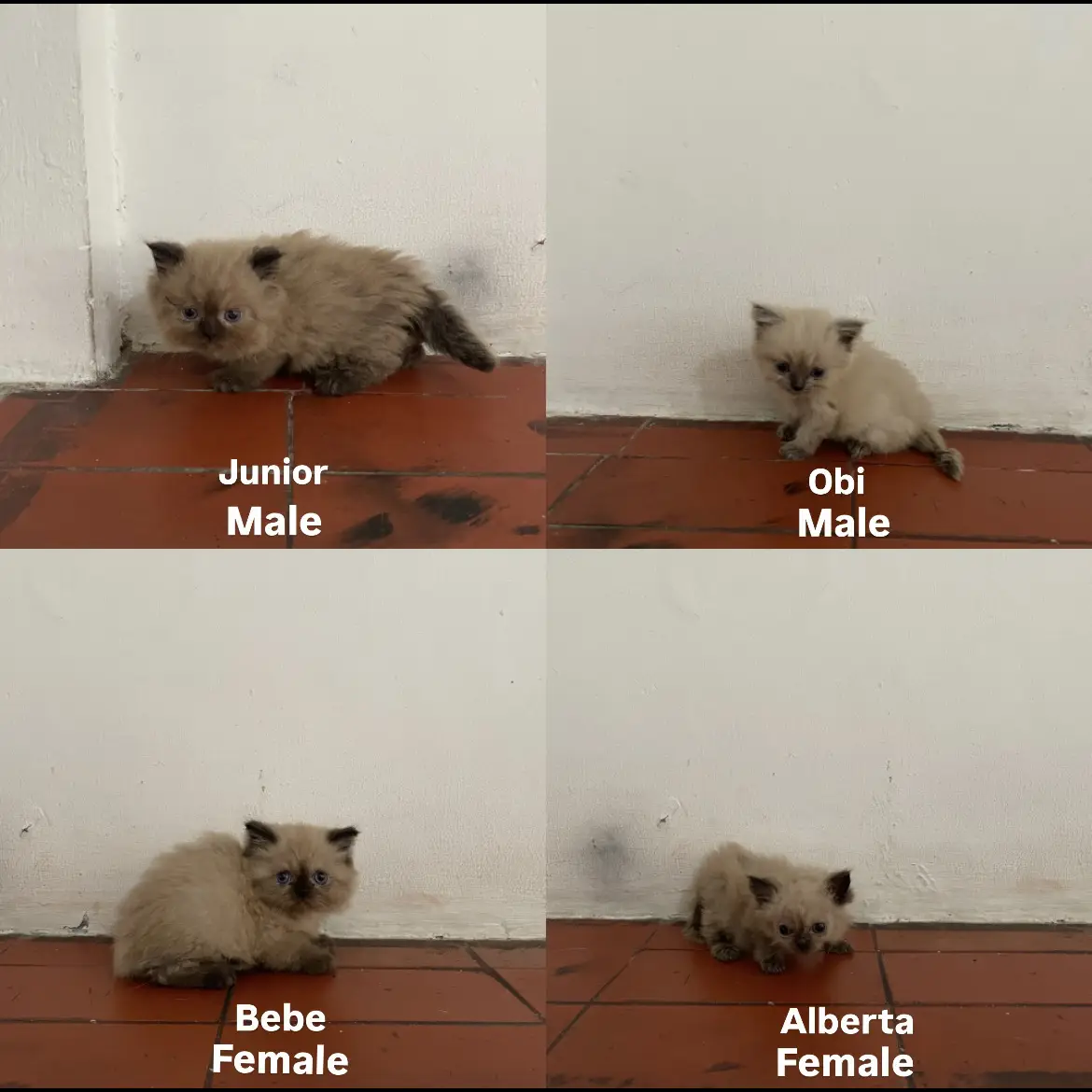 kitten-himalayan--open-adopt-3QDCY7IZGQ