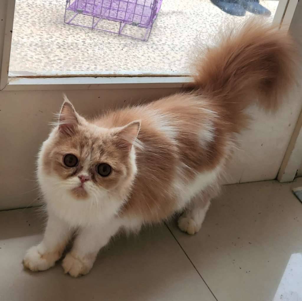 kucing-kitten-bicolor-cream-white-ZDPE7QGJYA