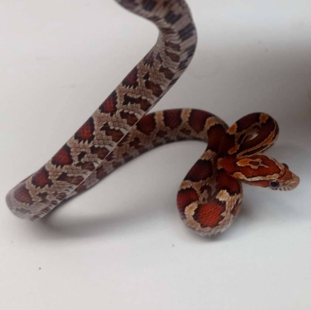 cornsnake-IB60FZPDJE