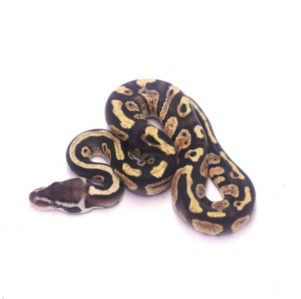 pastel-arroyo-het-desert-ghost-axanthic-UNAA97U7T3