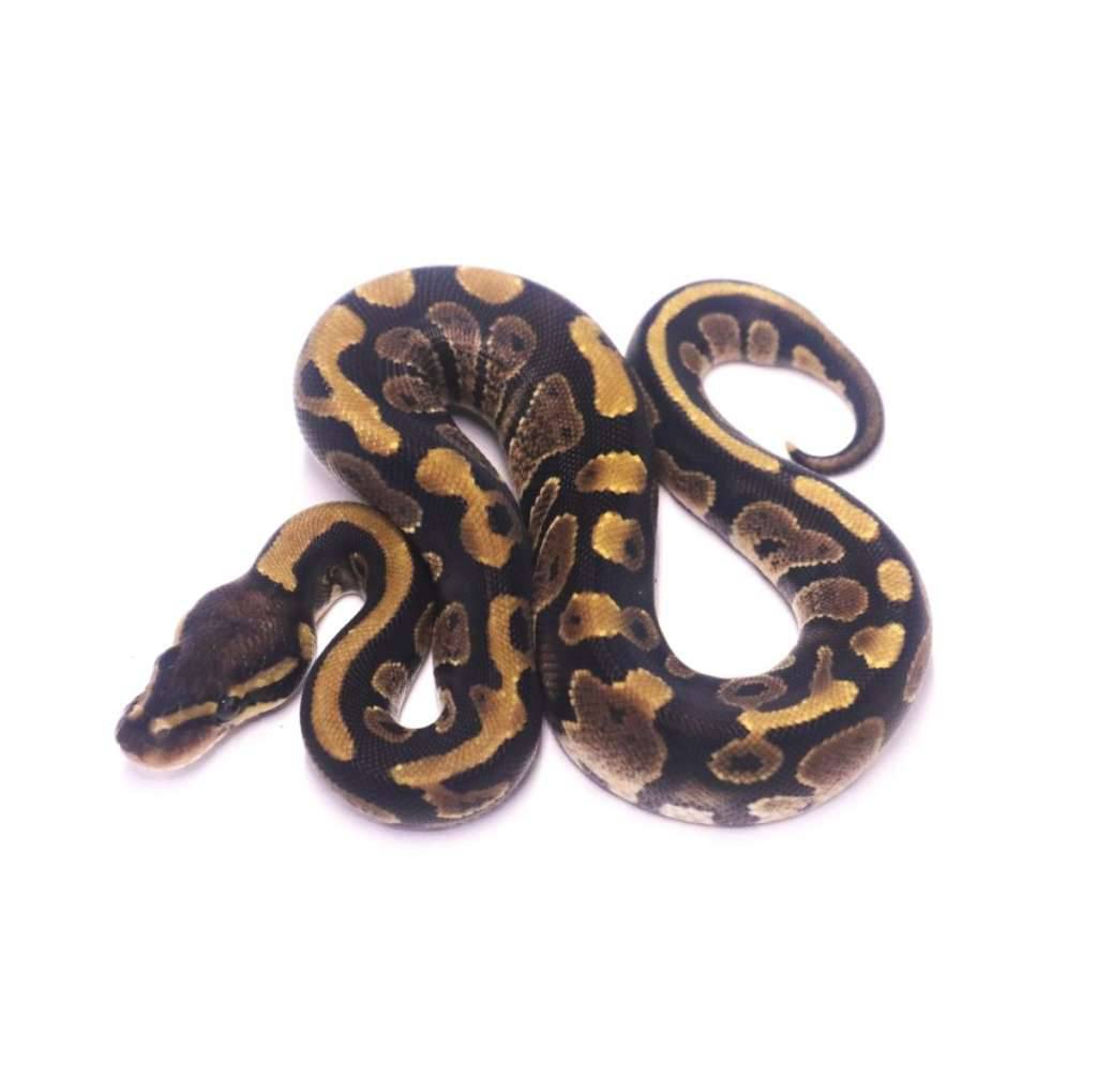 arroyo-het-desert-ghost-axanthic-FJG6EC0HS9