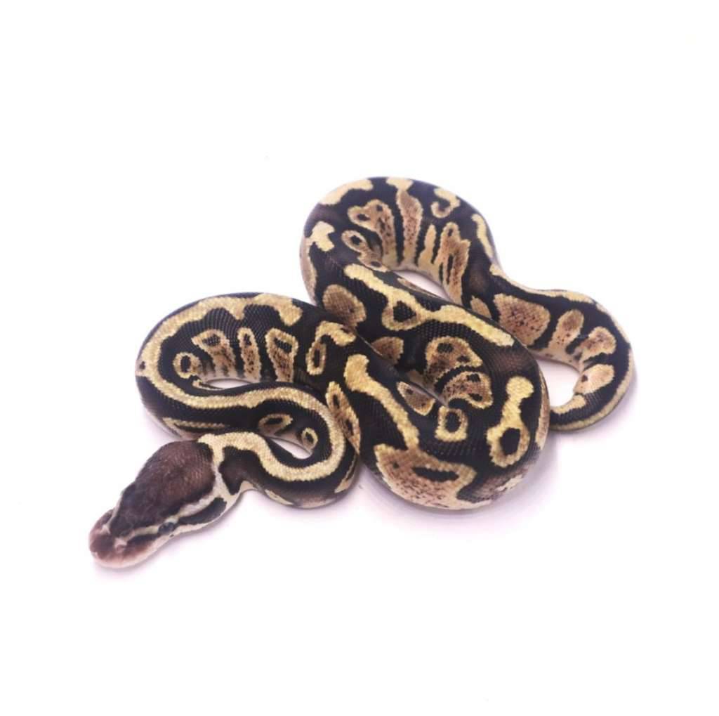 pastel-arroyo-het-desert-ghost-axanthic-WRRM6Y0N1M