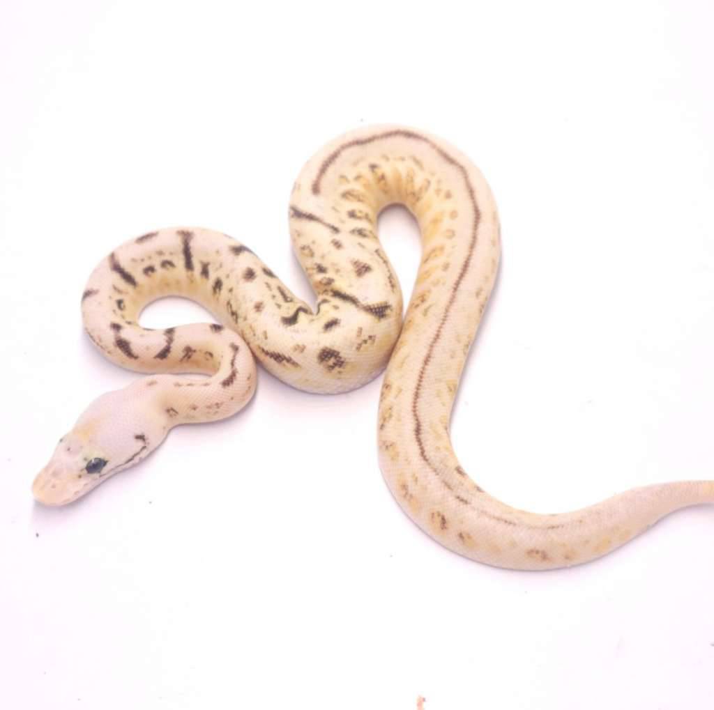 super-spotnose-pastel-clown-het-desert-ghost-HCNIXXMJAK