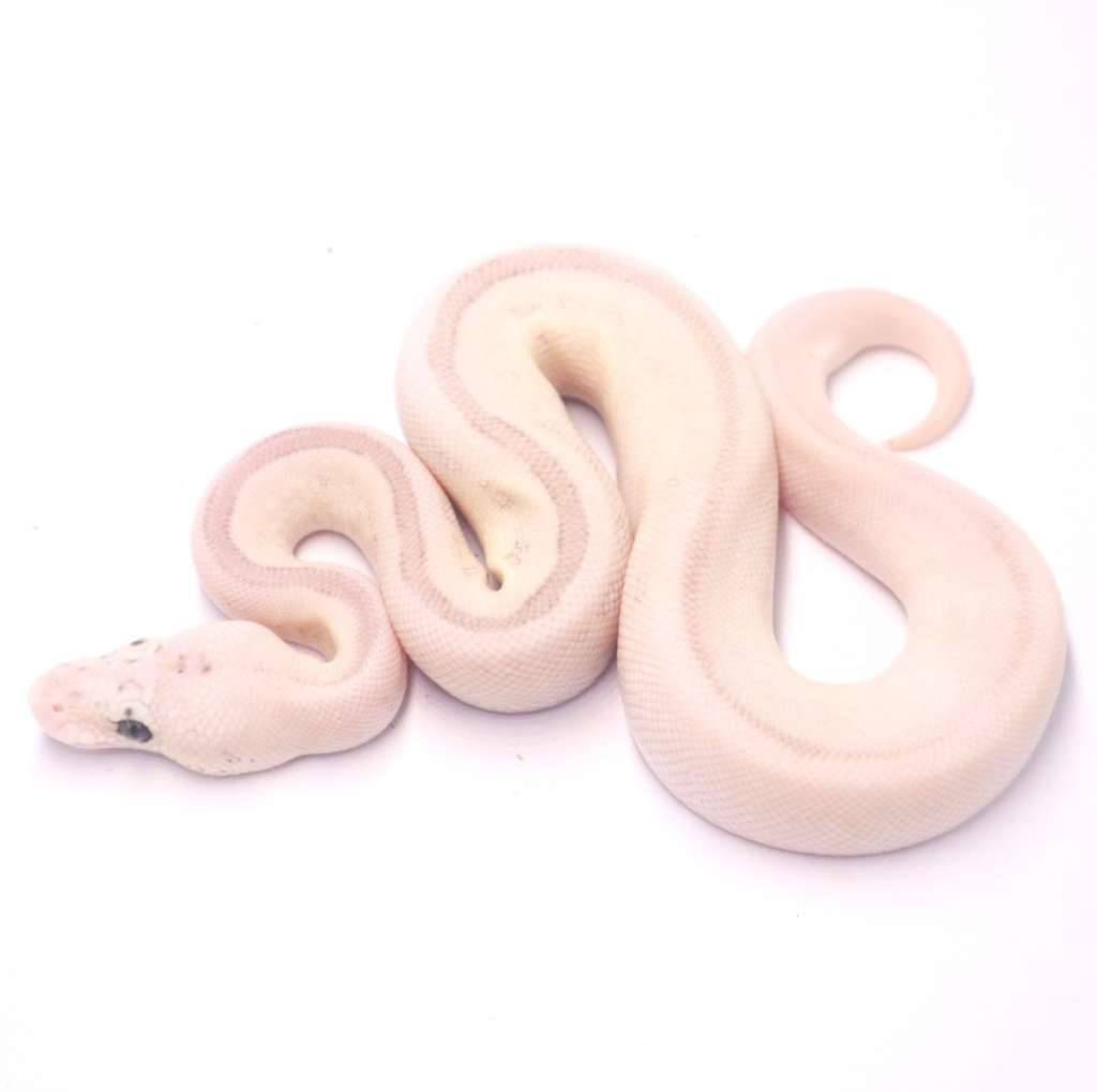 pastel-lesser-leopard-desert-ghost-clown-FENYT0527V