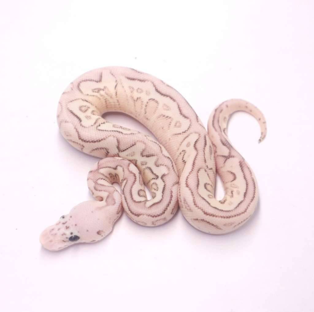 pastel-spotnose-lesser-clown-het-desert-ghost-06FF38SYEB