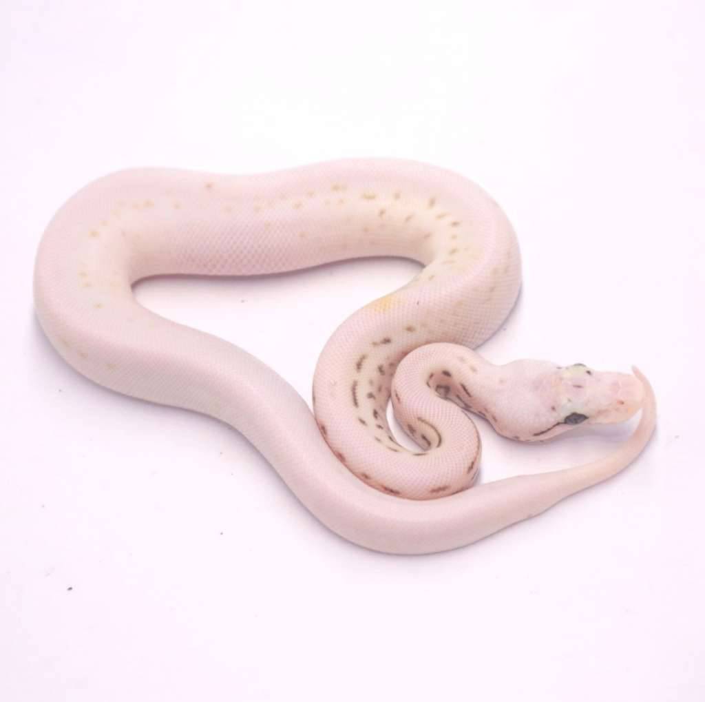 super-spotnose-lesser-pastel-het-desert-ghost-clown-W43XUFF4XX
