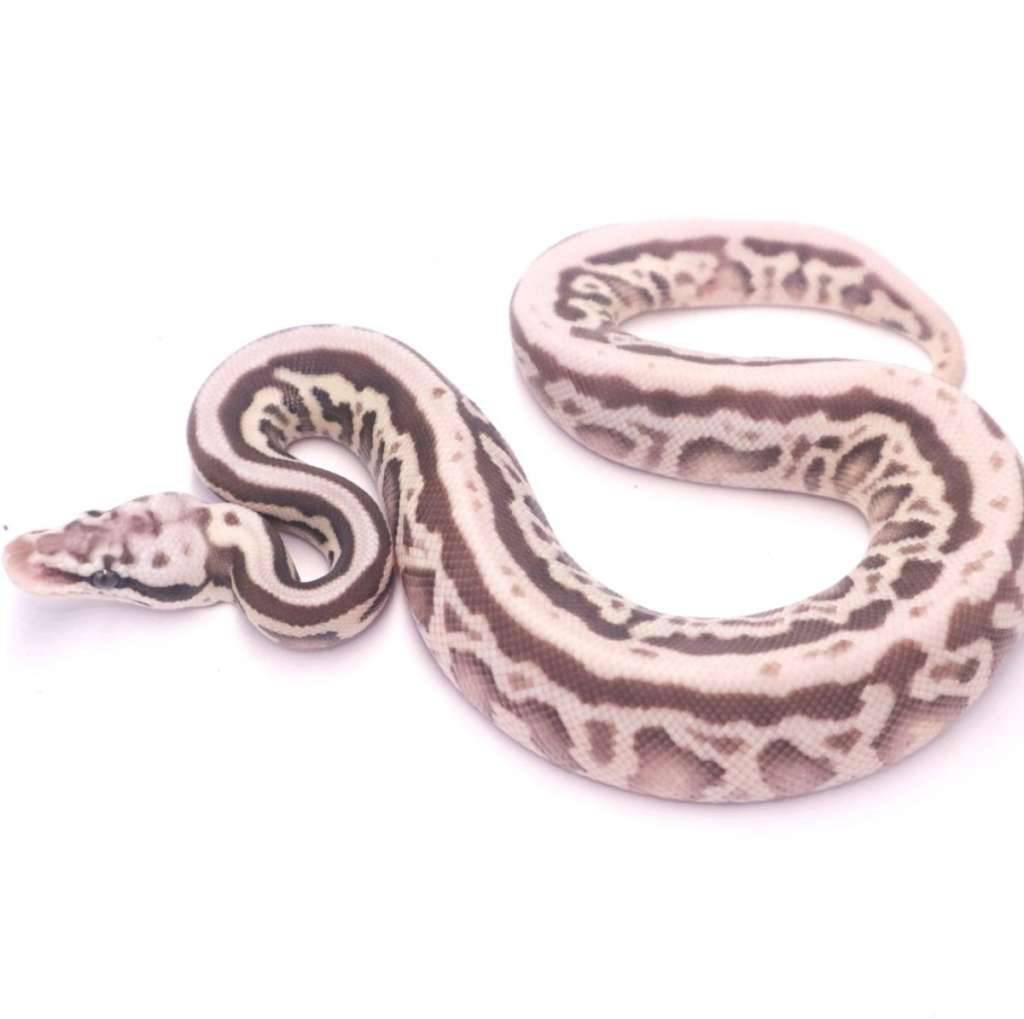 pastel-lesser-spotnose-leopard-het-desert-ghost-clown-MWOJLK7UQW