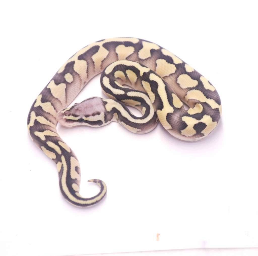 pastel-lesser-desert-ghost-het-clown-SWTAY7ZT28