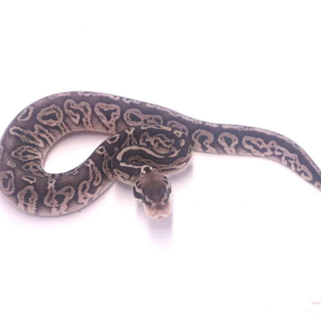 black-pewter-het-desert-ghost-MIT005YEKJ