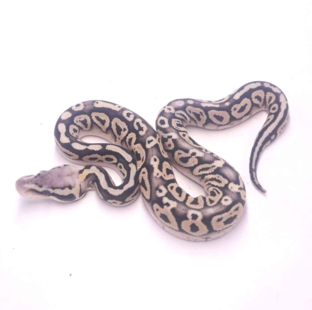 black-pewter-desert-ghost-L7KVRUPLJE