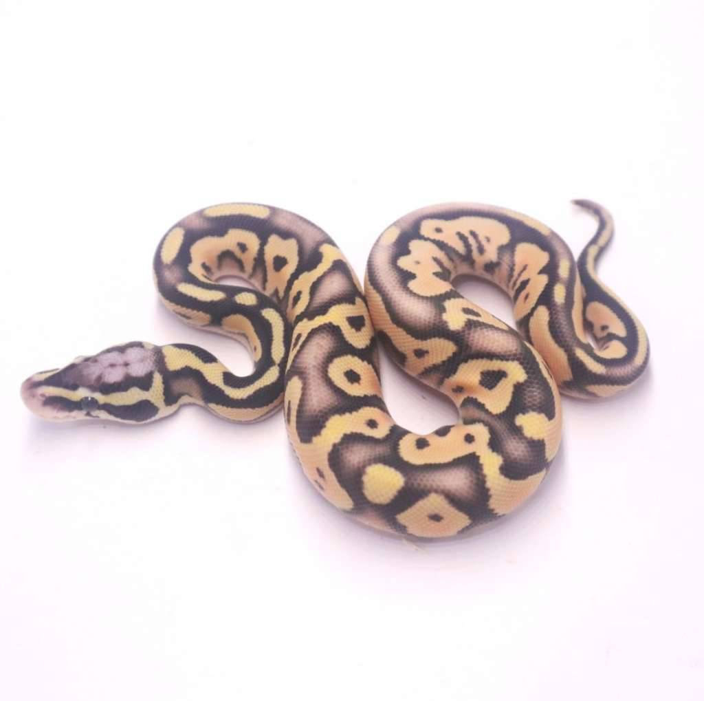 pastel-het-desert-ghost-DN97AVTLXD