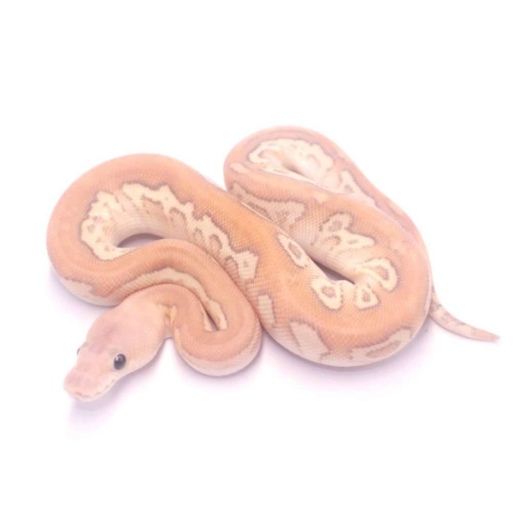 fire-lesser-cypress-black-pastel-clown-H9J0K6UGE8