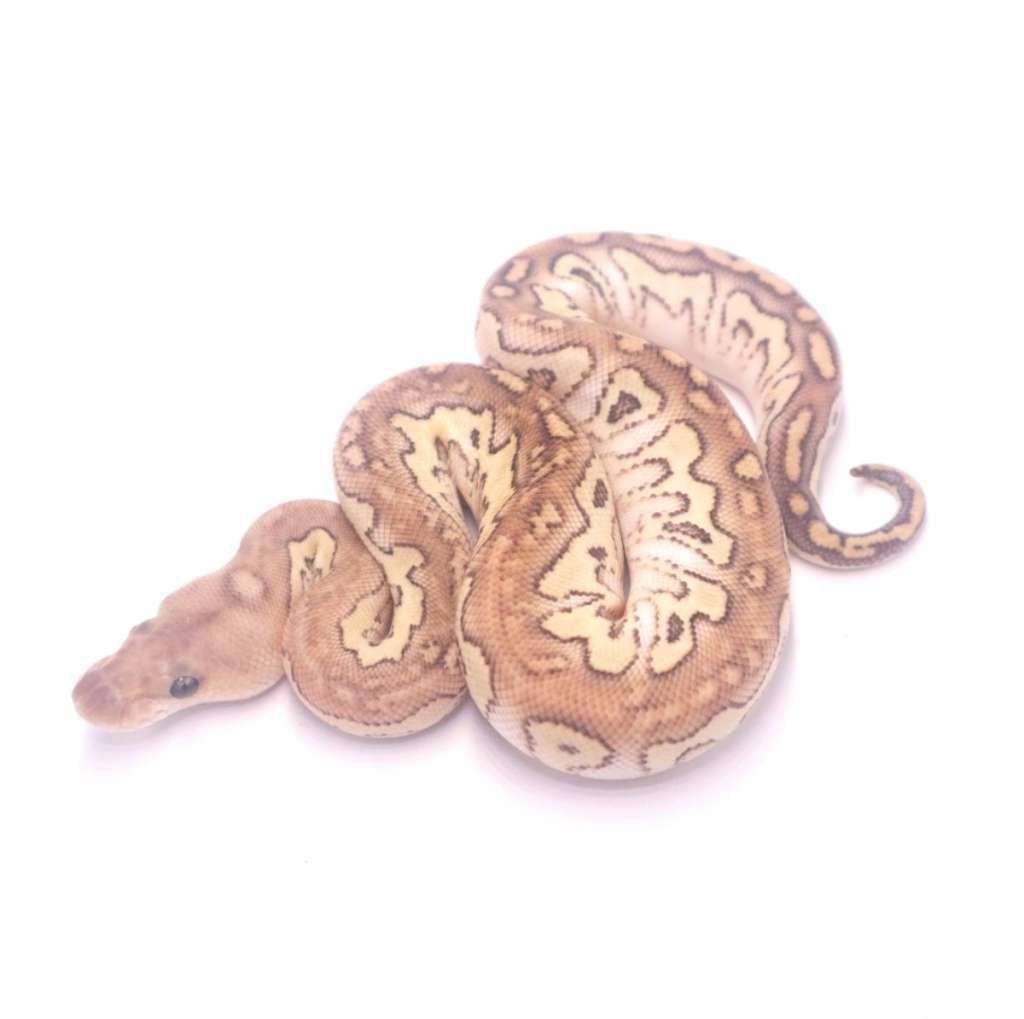 black-pastel-fire-lesser-clown-2NQPB6IQFR