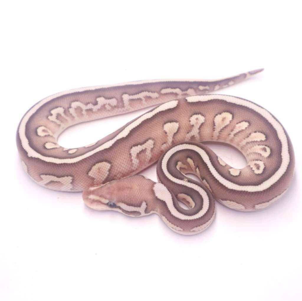 black-pastel-fire-lesser-het-clown-FUY9U11DL5