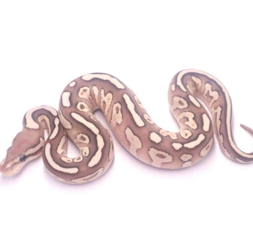 black-pastel-fire-lesser-cypress-het-clown-8DQJ4HRISA