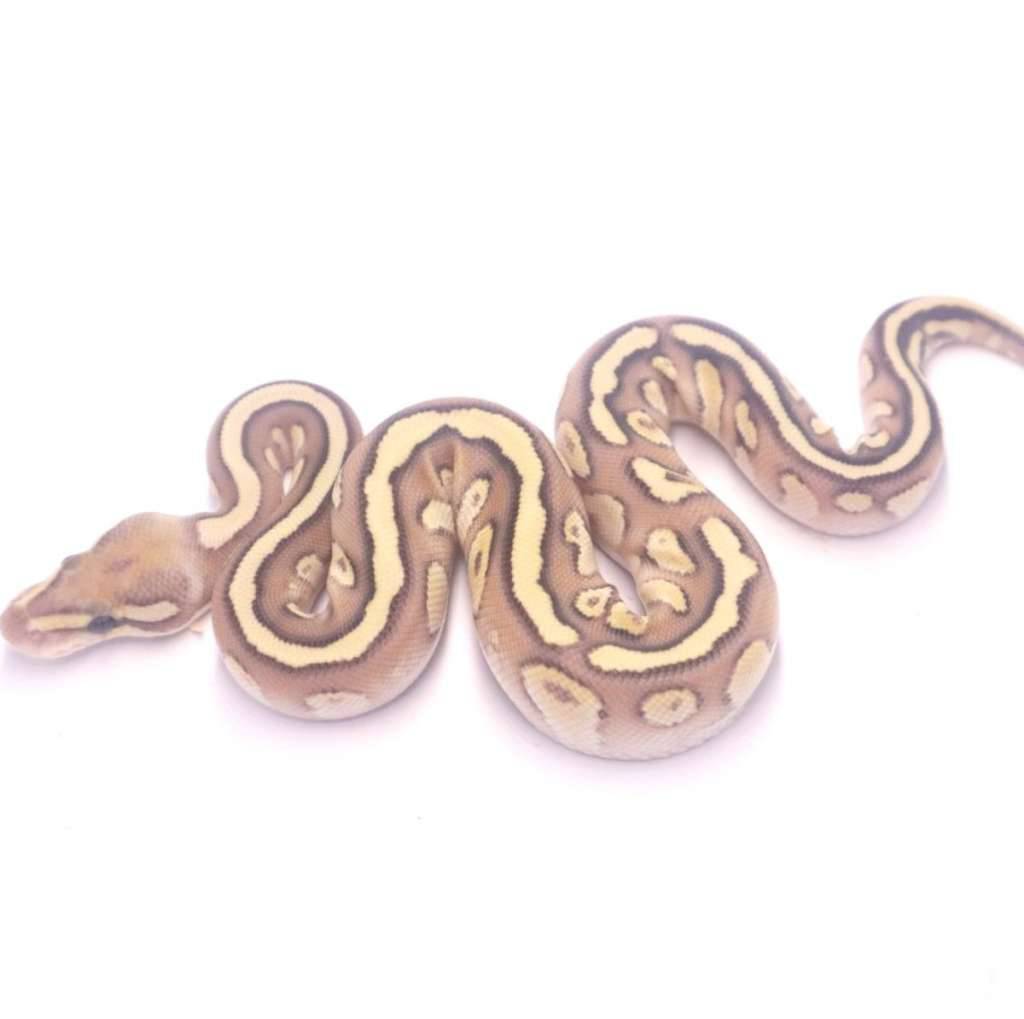 fire-lesser-cypress-het-clown-227B65O3B0