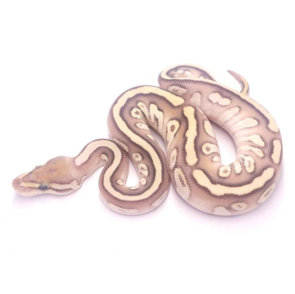 fire-lesser-cypress-het-clown-TCDO3SSKB0