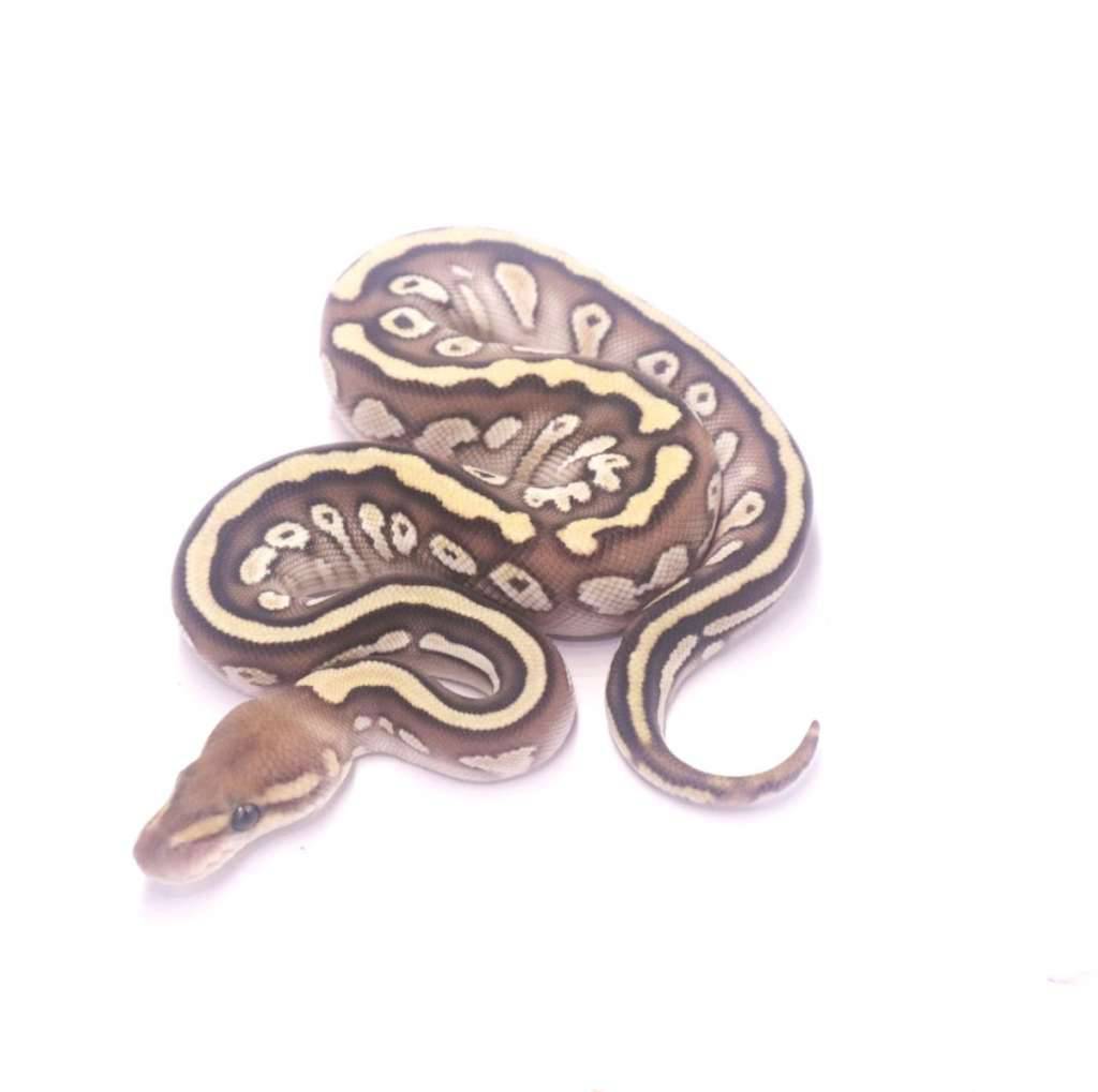 lesser-cypress-het-clown-3RETCANC3A