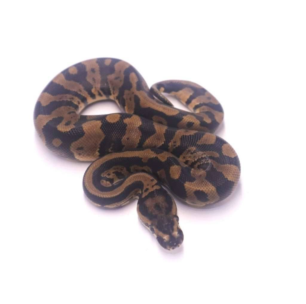 leopard-confusion-het-desert-ghost-axanthic-clown-UGBKCX2195