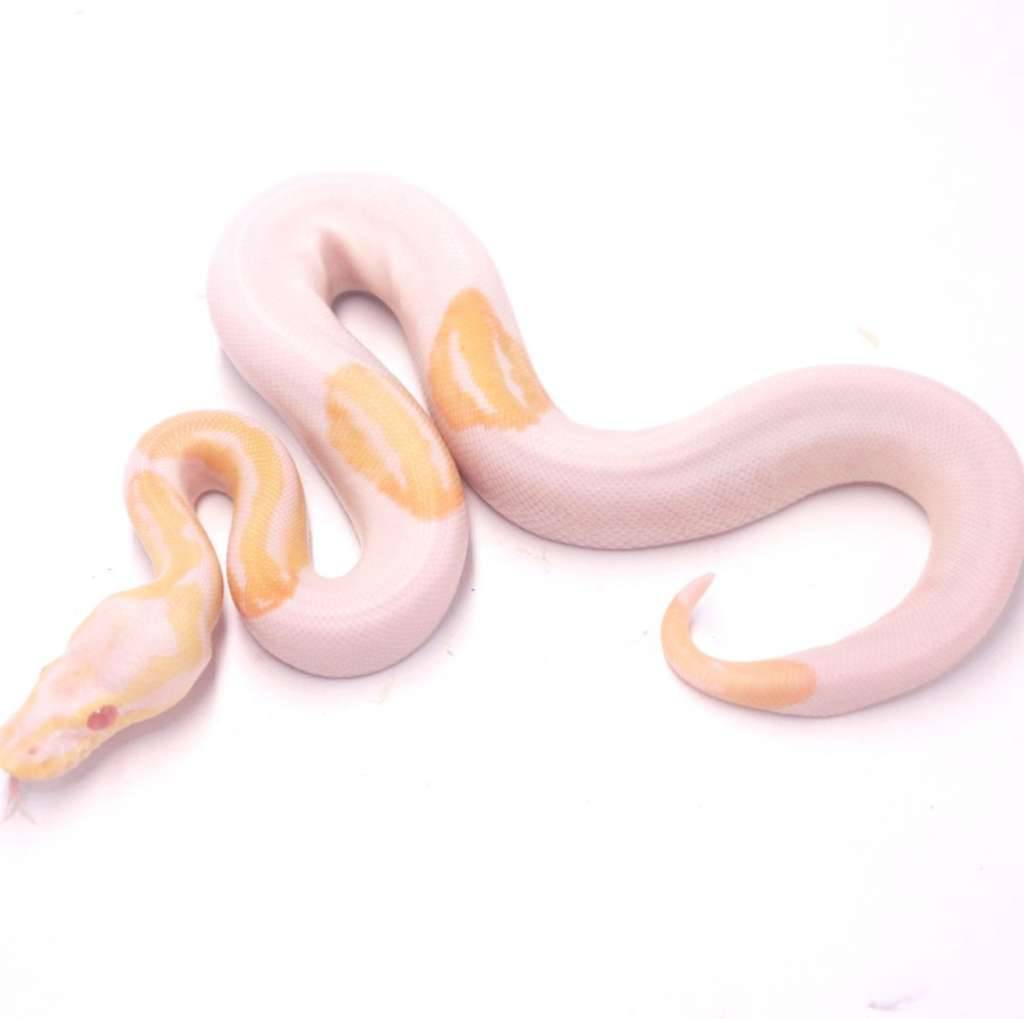pastel-albino-pied-5VHIUET1LH