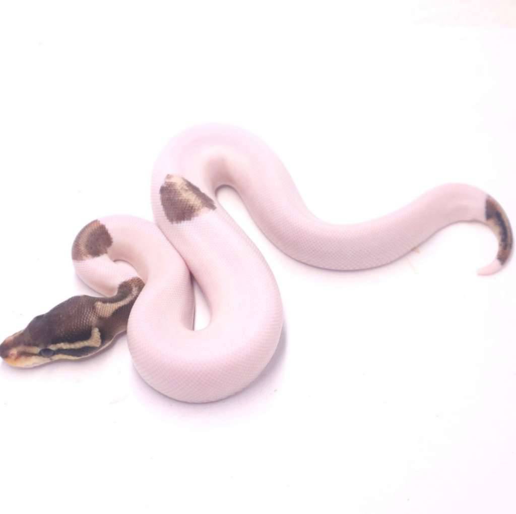 black-pewter-pied-OMLTIXFDAC