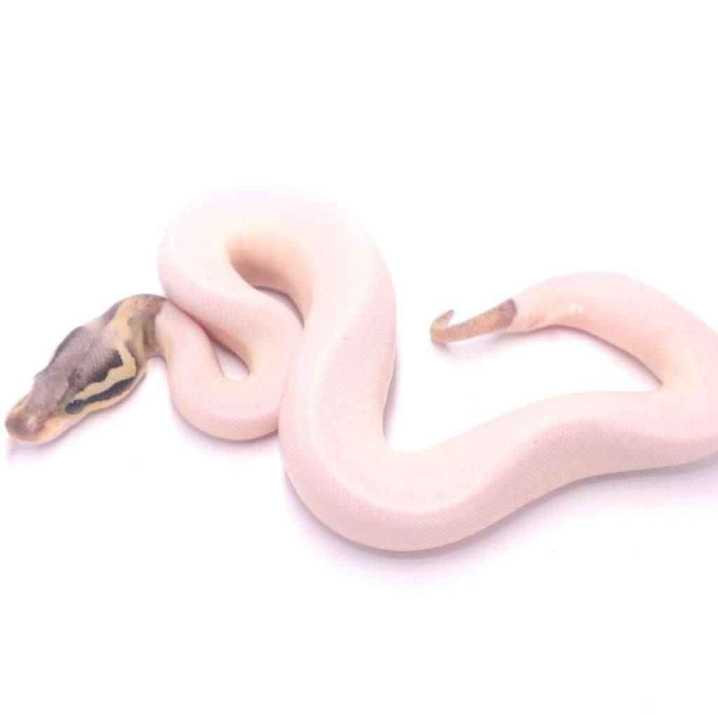 super-pastel-black-pastel-pied-JUENYN10G4