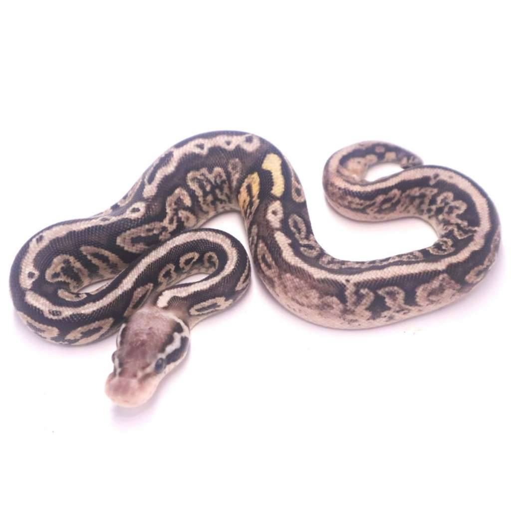 black-pewter-ITNJHG81Z7