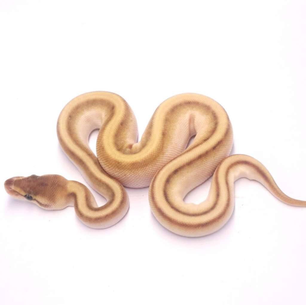 lesser-orange-dream-genetic-stripe-96ZVWO8H0N